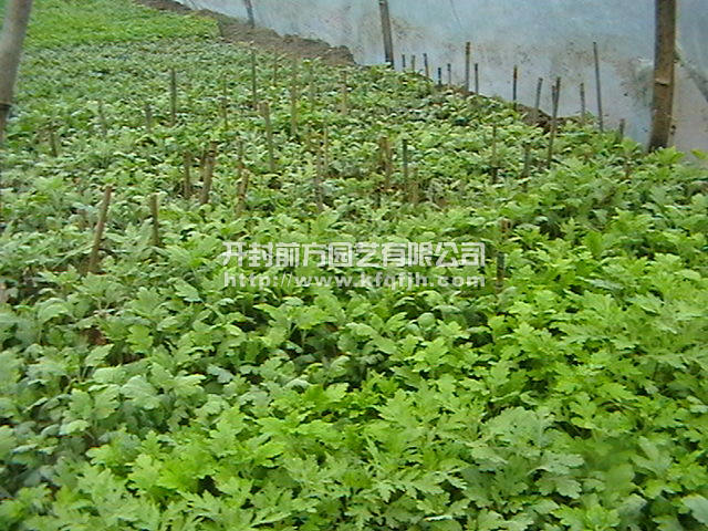 菊花种苗
