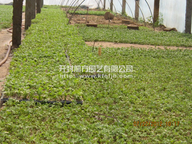 菊花种苗