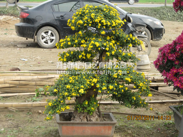 开封前方园艺——菊花造型厂家直销