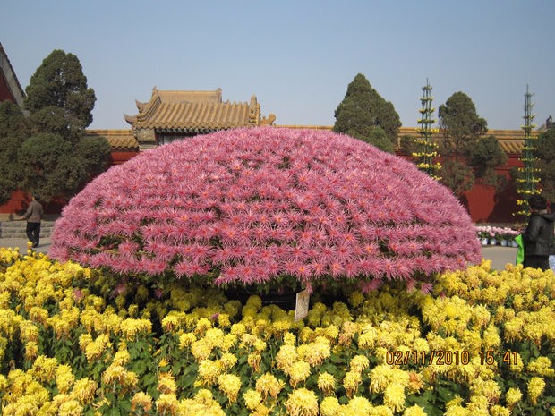 开封前方园艺——菊花造型厂家直销