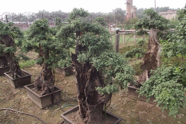 ​开封前方园艺——菊花造型厂家直销