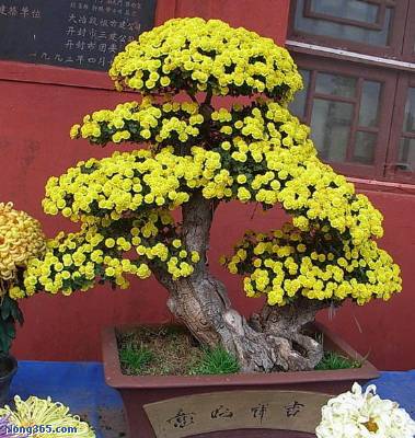 开封前方园艺——菊花造型现货供应